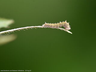 Neptis duryodana nesia
