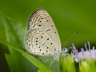 Lycaenidae (วงศ์ผีเสื้อสีน้ำเงิน)