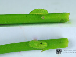 Chilades lajus lajus