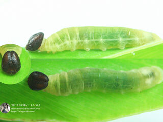 Ancistroides paralysos asawa