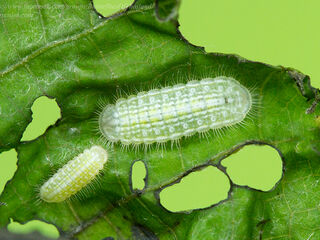 Thaduka multicaudata multicaudata