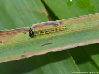 Elymnias panthera lutescens