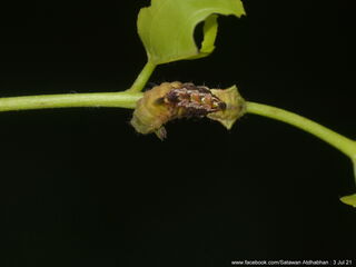 Ticherra acte liviana