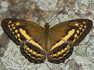 Algia fasciata fasciata