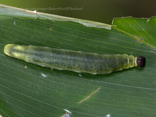 Psolos fuligo subfasciatus