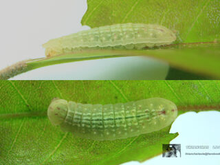 Arhopala alitaeus mirabella