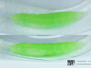 Ancistroides paralysos asawa