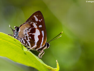 Iraota rochana boswelliana