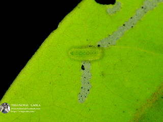 Amblypodia anita anita