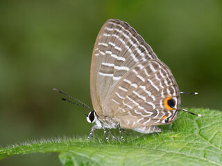 Jamides alecto alocina