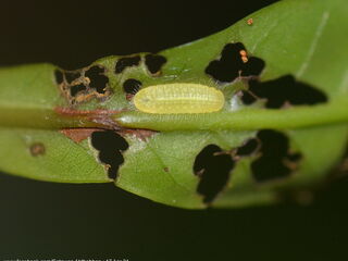 Arhopala eumolphus maxwelli