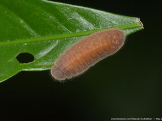 Arhopala eumolphus maxwelli