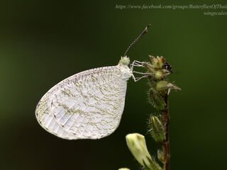Pieridae (วงศ์ผีเสื้อหนอนกะหล่ำ)