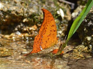 Meandrusa payeni ciminius