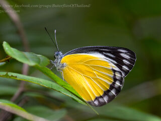 Delias agostina annamitica
