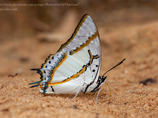 Polyura eudamippus nigrobasalis