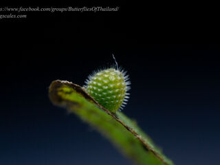 Limenitis dudu secius