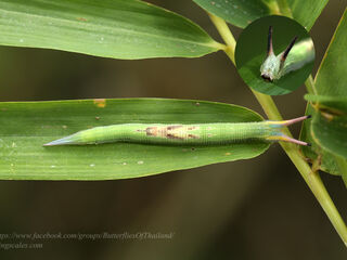 Lethe chandica chandica
