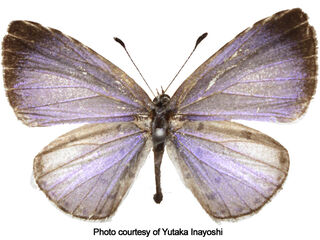 Udara selma indosinica