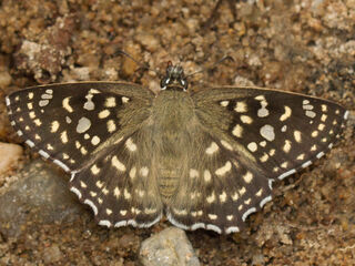 Abaratha agama agama