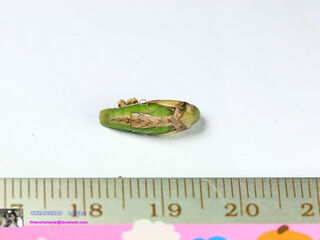 Loxura atymnus fuconius