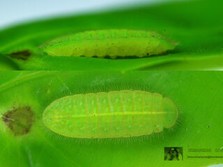 Arhopala agaba agaba