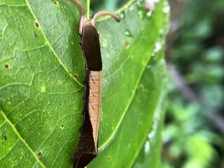 Dichorragia nesimachus nesimachus