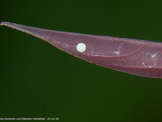 Ticherra acte liviana