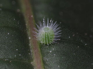 Ariadne ariadne pallidior