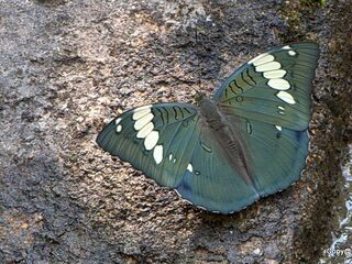 Euthalia patala taooana