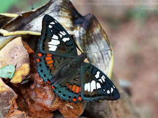 Euthalia djata siamica