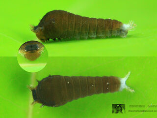 Graphium doson actor