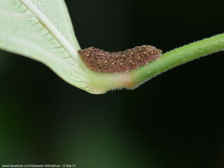 Iraota distanti distanti