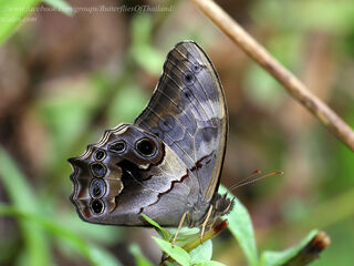 Lethe chandica namura