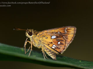 Scobura woolletti woolletti