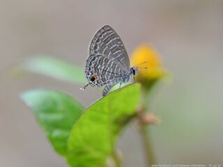 Prosotas aluta nanda