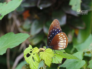 Penthema darlisa merguia