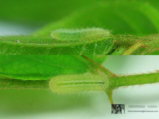 Discolampa ethion ethion