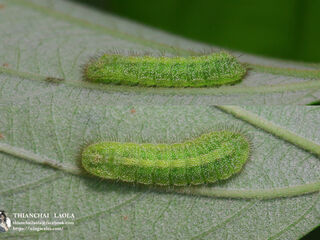 Castalius rosimon rosimon