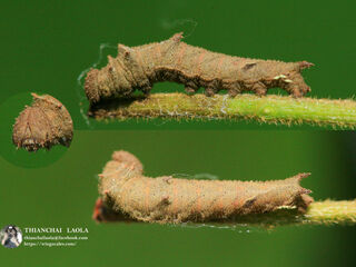 Pantoporia paraka paraka