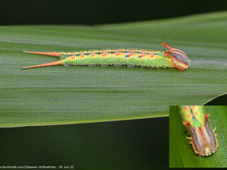 Elymnias dara darina