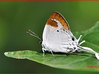 Suasa lisides lisides