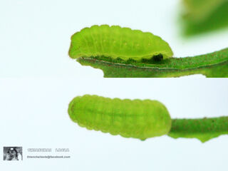 Neopithecops zalmora zalmora