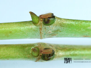 Iraota timoleon timoleon