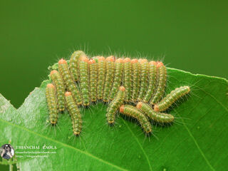 Simiskina phalia potina