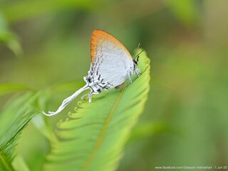 Cheritra freja freja