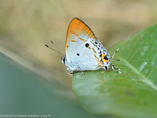 Hypolycaena othona semanga