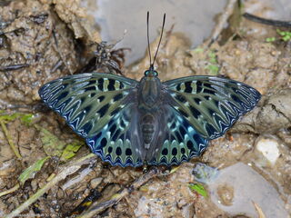 Dichorragia nesimachus machates