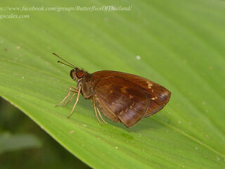 Psolos fuligo subfasciatus