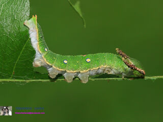 Charaxes bernardus hierax